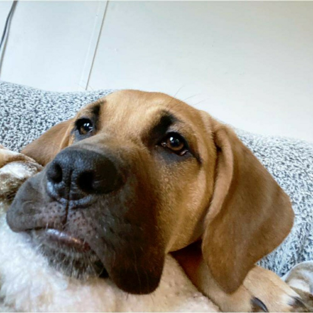 Meet your Posher, Sierra